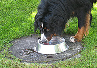 Unser Berner Senner Bruno